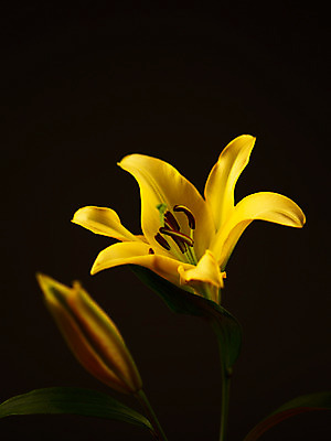 포토 JPG 식물 꽃잎 꽃 줄기 컬러 백그라운드 잎 여름꽃 자연 근접촬영 사람없음 아웃포커스 노란색 꽃술_꽃 백합 꽃봉오리 몽오리 국내포토 뷰포인트 촬영기법 생태계 파일형식 여름_계절