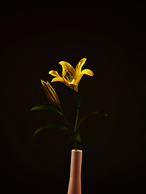 포토 JPG 식물 꽃잎 꽃 줄기 컬러 백그라운드 잎 여름꽃 자연 누끼 사람없음 노란색 꽃병 꽃술_꽃 백합 꽃봉오리 꽃대 몽오리 국내포토 생태계 파일형식 여름_계절