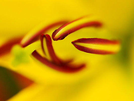 포토 JPG 식물 꽃잎 꽃 컬러 백그라운드 한송이 여름꽃 자연 근접촬영 사람없음 아웃포커스 노란색 꽃술_꽃 백합 국내포토 1 뷰포인트 촬영기법 생태계 송이 파일형식 여름_계절