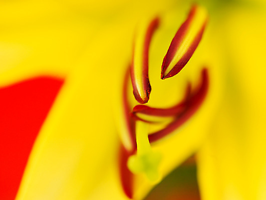 포토 JPG 식물 꽃잎 꽃 컬러 백그라운드 한송이 여름꽃 자연 근접촬영 사람없음 아웃포커스 노란색 꽃술_꽃 백합 국내포토 1 뷰포인트 촬영기법 생태계 송이 파일형식 여름_계절