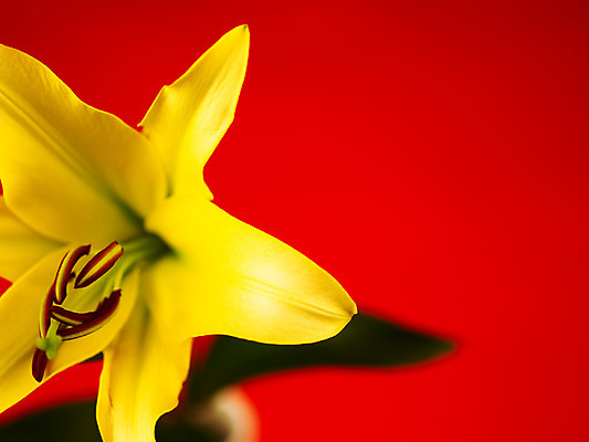 포토 JPG 식물 꽃잎 꽃 컬러 백그라운드 잎 한송이 여름꽃 자연 근접촬영 사람없음 아웃포커스 노란색 꽃술_꽃 백합 국내포토 1 뷰포인트 촬영기법 생태계 송이 파일형식 여름_계절