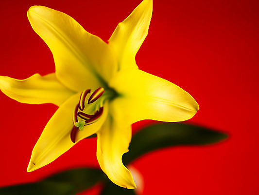 포토 JPG 식물 꽃잎 꽃 컬러 백그라운드 잎 한송이 여름꽃 자연 근접촬영 사람없음 아웃포커스 노란색 꽃술_꽃 백합 국내포토 1 뷰포인트 촬영기법 생태계 송이 파일형식 여름_계절