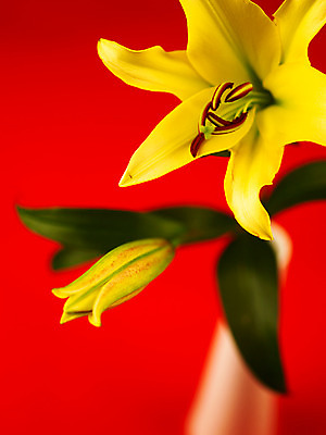 포토 JPG 식물 꽃잎 꽃 컬러 백그라운드 잎 여름꽃 자연 근접촬영 사람없음 아웃포커스 노란색 꽃병 백합 꽃봉오리 몽오리 국내포토 뷰포인트 촬영기법 생태계 파일형식 여름_계절