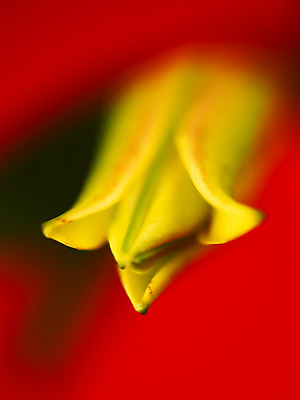 포토 JPG 식물 꽃잎 꽃 컬러 백그라운드 잎 여름꽃 자연 근접촬영 사람없음 아웃포커스 노란색 백합 꽃봉오리 몽오리 국내포토 뷰포인트 촬영기법 생태계 파일형식 여름_계절