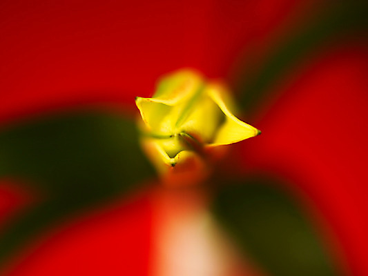 포토 JPG 식물 꽃잎 꽃 컬러 백그라운드 잎 여름꽃 자연 근접촬영 사람없음 아웃포커스 노란색 백합 꽃봉오리 몽오리 국내포토 뷰포인트 촬영기법 생태계 파일형식 여름_계절