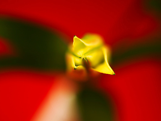 포토 JPG 식물 꽃잎 꽃 컬러 백그라운드 잎 여름꽃 자연 근접촬영 사람없음 아웃포커스 노란색 백합 꽃봉오리 몽오리 국내포토 뷰포인트 촬영기법 생태계 파일형식 여름_계절