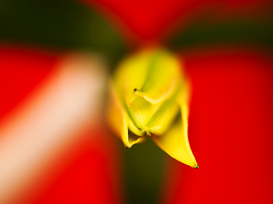 포토 JPG 식물 꽃잎 꽃 컬러 백그라운드 잎 여름꽃 자연 근접촬영 사람없음 아웃포커스 노란색 백합 꽃봉오리 몽오리 국내포토 뷰포인트 촬영기법 생태계 파일형식 여름_계절