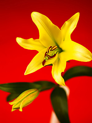 포토 JPG 식물 꽃잎 꽃 컬러 백그라운드 잎 여름꽃 자연 근접촬영 사람없음 아웃포커스 노란색 꽃술_꽃 백합 꽃봉오리 몽오리 국내포토 뷰포인트 촬영기법 생태계 파일형식 여름_계절