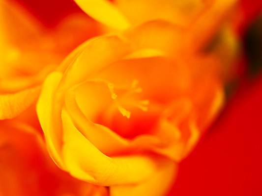 포토 JPG 식물 꽃잎 꽃 컬러 백그라운드 한송이 근접촬영 사람없음 아웃포커스 노란색 골드리치 프리지어 국내포토 1 뷰포인트 촬영기법 송이 파일형식