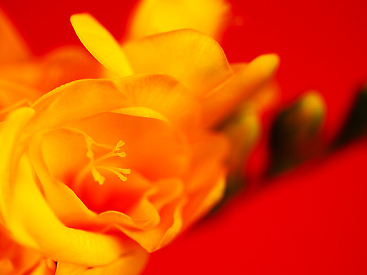 포토 JPG 식물 꽃잎 꽃 컬러 백그라운드 한송이 근접촬영 사람없음 아웃포커스 노란색 꽃봉오리 골드리치 프리지어 국내포토 1 뷰포인트 촬영기법 송이 파일형식