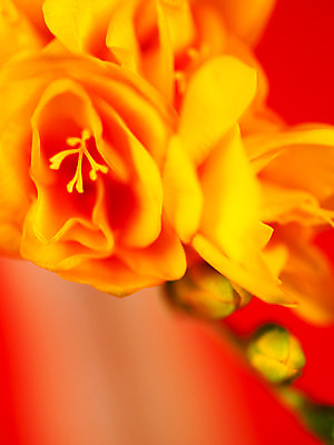 포토 JPG 식물 꽃잎 꽃 컬러 백그라운드 한송이 근접촬영 사람없음 아웃포커스 노란색 꽃봉오리 골드리치 프리지어 국내포토 1 뷰포인트 촬영기법 송이 파일형식