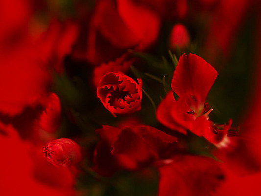 포토 JPG 식물 꽃잎 꽃 컬러 여러송이 백그라운드 잎 근접촬영 사람없음 아웃포커스 빨간색 카네이션 국내포토 뷰포인트 다수 촬영기법 파일형식