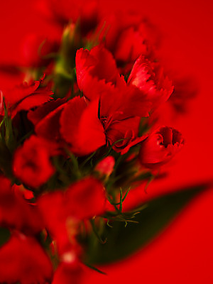 포토 JPG 식물 꽃잎 꽃 줄기 컬러 여러송이 백그라운드 잎 근접촬영 사람없음 아웃포커스 빨간색 카네이션 국내포토 뷰포인트 다수 촬영기법 파일형식