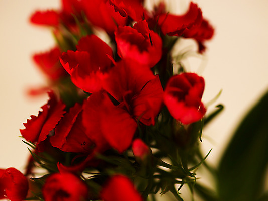 포토 JPG 식물 꽃잎 꽃 줄기 컬러 여러송이 백그라운드 잎 근접촬영 사람없음 아웃포커스 빨간색 카네이션 국내포토 뷰포인트 다수 촬영기법 파일형식