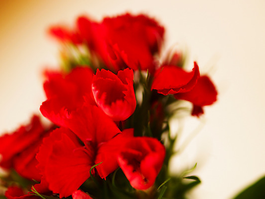 포토 JPG 식물 꽃잎 꽃 줄기 컬러 여러송이 백그라운드 잎 근접촬영 사람없음 아웃포커스 빨간색 카네이션 국내포토 뷰포인트 다수 촬영기법 파일형식