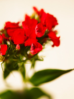 포토 JPG 식물 꽃잎 꽃 줄기 컬러 여러송이 백그라운드 잎 근접촬영 사람없음 아웃포커스 빨간색 카네이션 국내포토 뷰포인트 다수 촬영기법 파일형식