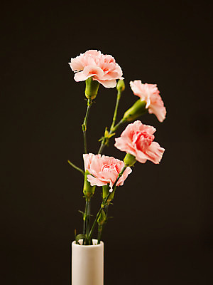 포토 JPG 식물 꽃잎 꽃 분홍색 컬러 여러송이 백그라운드 누끼 근접촬영 사람없음 꽃병 카네이션 국내포토 뷰포인트 다수 파일형식