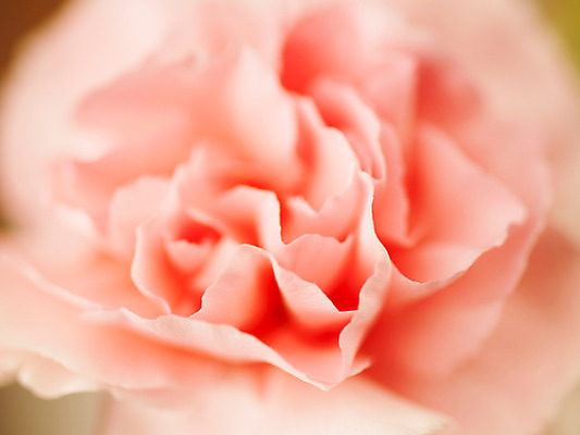 포토 JPG 식물 꽃잎 꽃 분홍색 컬러 백그라운드 한송이 근접촬영 사람없음 아웃포커스 카네이션 국내포토 1 뷰포인트 촬영기법 송이 파일형식