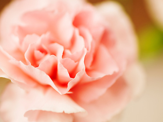 포토 JPG 식물 꽃잎 꽃 분홍색 컬러 백그라운드 한송이 근접촬영 사람없음 아웃포커스 카네이션 국내포토 1 뷰포인트 촬영기법 송이 파일형식