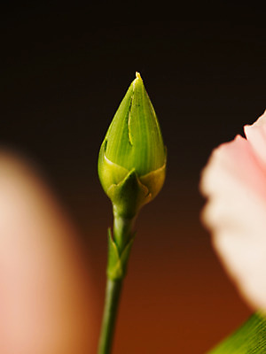 포토 JPG 식물 꽃잎 꽃 백그라운드 누끼 근접촬영 사람없음 아웃포커스 카네이션 꽃봉오리 몽오리 국내포토 뷰포인트 촬영기법 파일형식