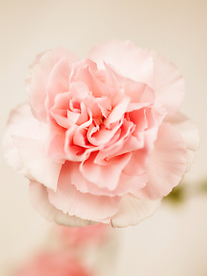 포토 JPG 식물 꽃잎 꽃 분홍색 컬러 백그라운드 한송이 근접촬영 사람없음 아웃포커스 카네이션 국내포토 1 뷰포인트 촬영기법 송이 파일형식