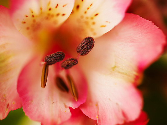 포토 식물 1 꽃 뷰포인트 컬러 촬영기법 송이 파일형식 한송이 분홍색 꽃잎 알스트로메리아 근접촬영 백그라운드 알스트로에메리아 JPG 사람없음 아웃포커스 꽃술_꽃 국내포토