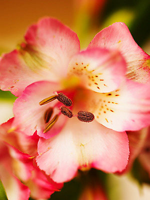 포토 식물 1 꽃 뷰포인트 컬러 촬영기법 송이 파일형식 한송이 분홍색 꽃잎 알스트로메리아 근접촬영 백그라운드 알스트로에메리아 JPG 사람없음 아웃포커스 꽃술_꽃 국내포토