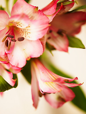 포토 식물 꽃 뷰포인트 컬러 다수 촬영기법 파일형식 여러송이 분홍색 꽃잎 알스트로메리아 줄기 잎 근접촬영 백그라운드 알스트로에메리아 JPG 사람없음 아웃포커스 꽃술_꽃 국내포토