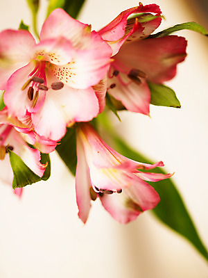 포토 식물 꽃 뷰포인트 컬러 다수 촬영기법 파일형식 여러송이 분홍색 꽃잎 알스트로메리아 줄기 잎 근접촬영 백그라운드 알스트로에메리아 JPG 사람없음 아웃포커스 꽃술_꽃 국내포토