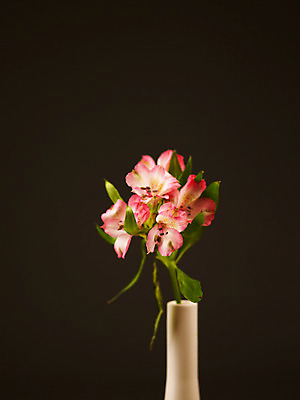 포토 식물 꽃 뷰포인트 컬러 다수 파일형식 여러송이 분홍색 알스트로메리아 꽃잎 근접촬영 백그라운드 줄기 잎 꽃병 알스트로에메리아 JPG 사람없음 누끼 꽃술_꽃 국내포토