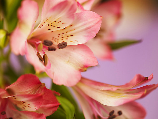 포토 식물 꽃 뷰포인트 컬러 다수 촬영기법 파일형식 여러송이 분홍색 꽃잎 알스트로메리아 줄기 잎 근접촬영 백그라운드 알스트로에메리아 JPG 사람없음 아웃포커스 꽃술_꽃 국내포토