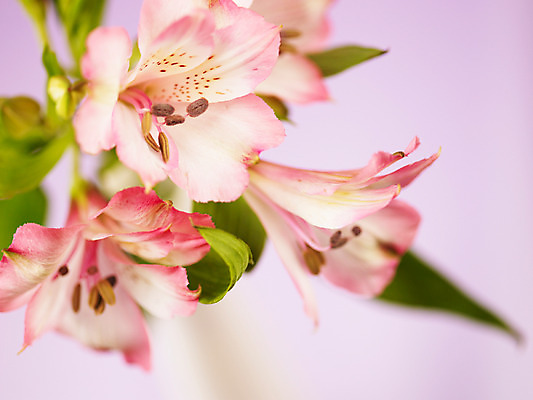 포토 식물 꽃 뷰포인트 컬러 다수 촬영기법 파일형식 여러송이 분홍색 꽃잎 알스트로메리아 줄기 잎 꽃병 근접촬영 알스트로에메리아 JPG 사람없음 백그라운드 아웃포커스 꽃술_꽃 국내포토