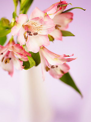 포토 식물 꽃 뷰포인트 컬러 다수 촬영기법 파일형식 여러송이 분홍색 꽃잎 알스트로메리아 줄기 잎 꽃병 근접촬영 알스트로에메리아 JPG 사람없음 백그라운드 아웃포커스 꽃술_꽃 국내포토