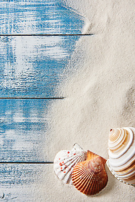 포토 JPG 스튜디오촬영 모래 백그라운드 재질 조개 프레임 실내 사람없음 하이앵글 흙 소라 질감 플랫레이 나무배경 국내포토 뷰포인트 어패류 내부 플랫 파일형식