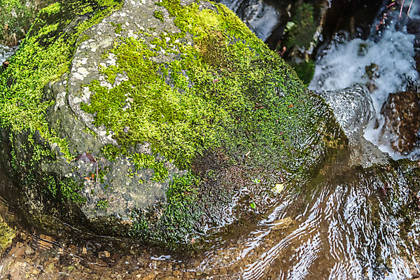 포토 JPG 주간 자연 휴가 산 이끼 풍경 사람없음 야외 물 여름 계곡 여름풍경 바위 청계산 국내포토 자연요소 계절 돌_바위 생태계 파일형식 여름_계절