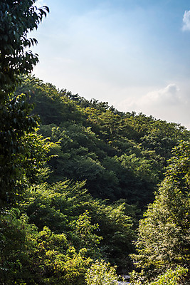 포토 JPG 주간 나무 구름 하늘 휴가 휴식 풍경 사람없음 야외 여름 계곡 여름풍경 놀이공원 안양 국내포토 자연요소 식물 계절 컨셉 테마파크 경기도 파일형식 여름_계절