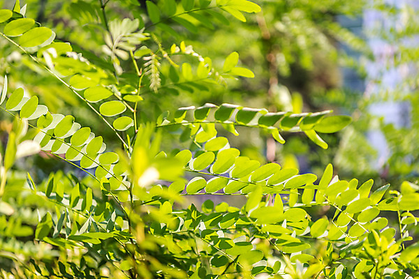포토 JPG 주간 식물 휴가 휴식 나뭇잎 풍경 근접촬영 사람없음 야외 여름 계곡 여름풍경 놀이공원 안양 국내포토 자연요소 계절 뷰포인트 컨셉 잎 테마파크 경기도 파일형식 여름_계절