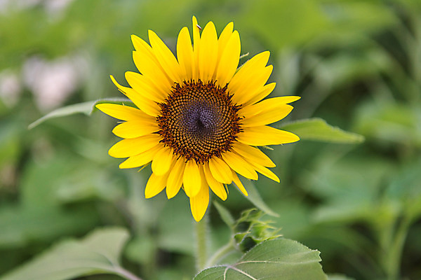 포토 JPG 주간 식물 자연 휴식 해바라기 풍경 근접촬영 사람없음 야외 여름 여름풍경 국내포토 자연요소 계절 꽃 뷰포인트 컨셉 생태계 파일형식 여름_계절