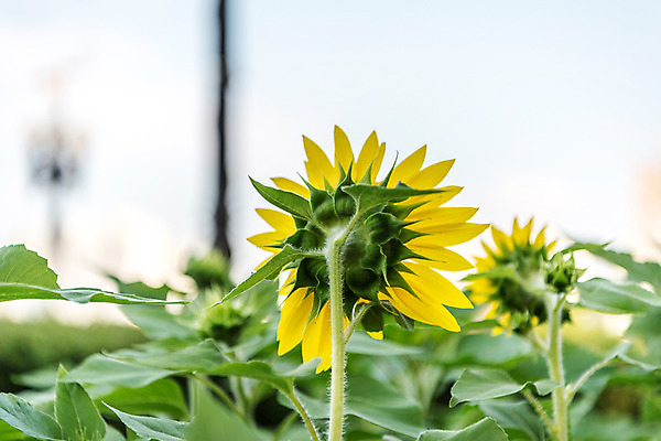 포토 JPG 주간 식물 자연 휴식 해바라기 풍경 근접촬영 사람없음 야외 아웃포커스 여름 여름풍경 국내포토 자연요소 계절 꽃 뷰포인트 컨셉 촬영기법 생태계 파일형식 여름_계절