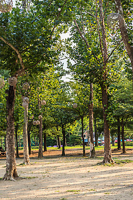 포토 JPG 주간 나무 공원 자연 휴가 휴식 풍경 사람없음 야외 여름 여름풍경 국내포토 자연요소 식물 계절 공공시설 컨셉 생태계 파일형식 여름_계절