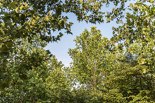 포토 JPG 주간 나무 공원 자연 휴가 휴식 풍경 사람없음 야외 여름 여름풍경 국내포토 자연요소 식물 계절 공공시설 컨셉 생태계 파일형식 여름_계절