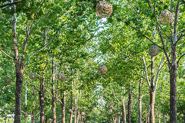 포토 JPG 주간 나무 공원 자연 휴가 휴식 풍경 사람없음 야외 장식 여름 여름풍경 국내포토 자연요소 식물 계절 공공시설 컨셉 생태계 파일형식 여름_계절