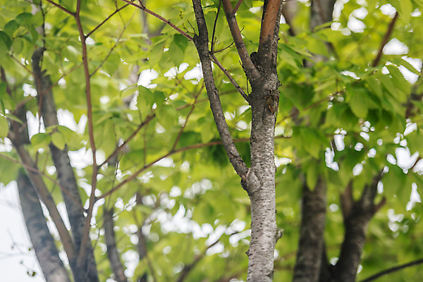 포토 JPG 주간 나무 무료이미지 자연 휴식 풍경 근접촬영 사람없음 야외 여름 여름풍경 매미 판교 국내포토 자연요소 식물 계절 뷰포인트 곤충 컨셉 생태계 분당 파일형식 여름_계절