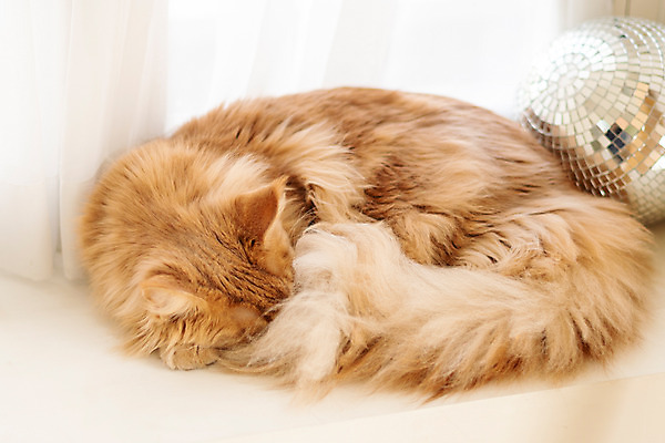 포토 JPG 한마리 실내 사람없음 반려동물 귀여움 고양이 잠 웅크림 동물라이프 반려 반려묘 펫팸족 메인쿤 국내포토 동물 1 라이프스타일 컨셉 포유류 모션 내부 신조어 파일형식