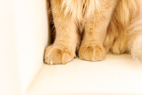 포토 JPG 한마리 발 실내 근접촬영 사람없음 반려동물 귀여움 고양이 발바닥 동물라이프 반려 반려묘 펫팸족 메인쿤 국내포토 동물 1 라이프스타일 뷰포인트 컨셉 포유류 내부 신체부위 신조어 파일형식