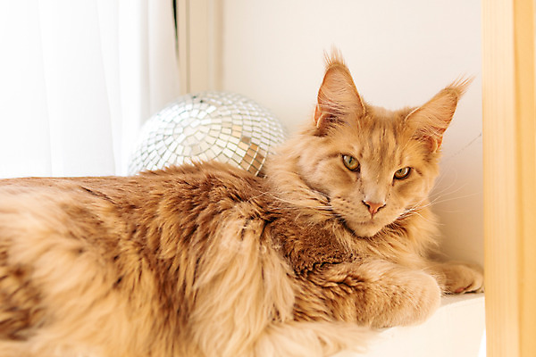 포토 JPG 한마리 실내 사람없음 옆모습 반려동물 귀여움 고양이 동물라이프 반려 반려묘 펫팸족 메인쿤 국내포토 동물 1 라이프스타일 뷰포인트 컨셉 포유류 내부 신조어 파일형식