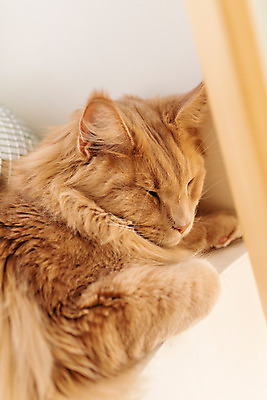 포토 JPG 한마리 실내 사람없음 옆모습 반려동물 귀여움 고양이 잠 동물라이프 반려 반려묘 펫팸족 메인쿤 국내포토 동물 1 라이프스타일 뷰포인트 컨셉 포유류 내부 신조어 파일형식