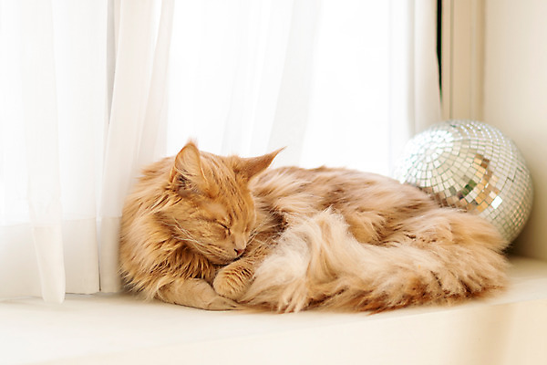 포토 JPG 한마리 실내 사람없음 옆모습 반려동물 귀여움 고양이 잠 창틀 웅크림 동물라이프 반려 반려묘 펫팸족 메인쿤 국내포토 동물 1 라이프스타일 뷰포인트 컨셉 창문 포유류 모션 내부 신조어 파일형식