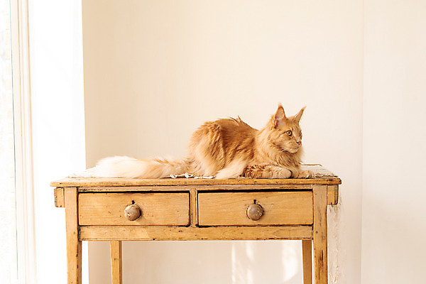 포토 JPG 한마리 탁자 실내 사람없음 옆모습 반려동물 귀여움 고양이 동물라이프 반려 반려묘 펫팸족 메인쿤 국내포토 동물 1 라이프스타일 뷰포인트 가구 컨셉 포유류 내부 신조어 파일형식