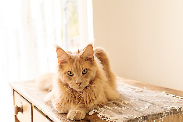 포토 JPG 한마리 탁자 실내 사람없음 앞모습 반려동물 귀여움 고양이 동물라이프 반려 반려묘 펫팸족 메인쿤 국내포토 동물 1 라이프스타일 뷰포인트 가구 컨셉 포유류 내부 신조어 파일형식